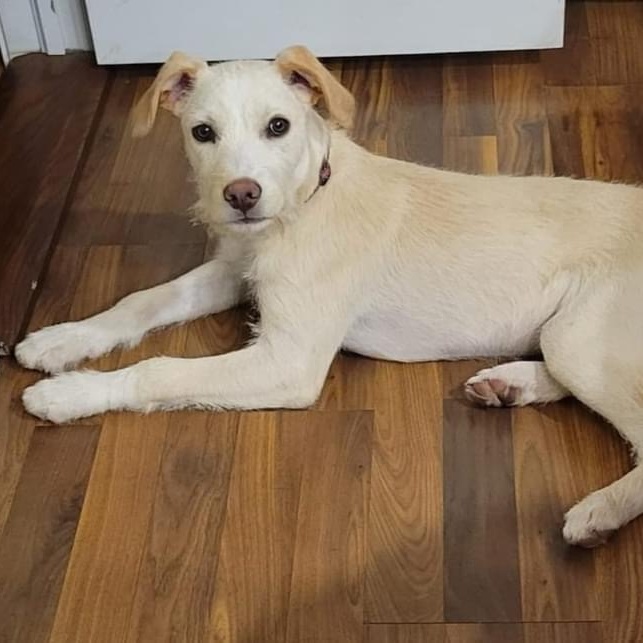 Dog for adoption Mya, a Pit Bull Terrier in Lacona, NY Petfinder