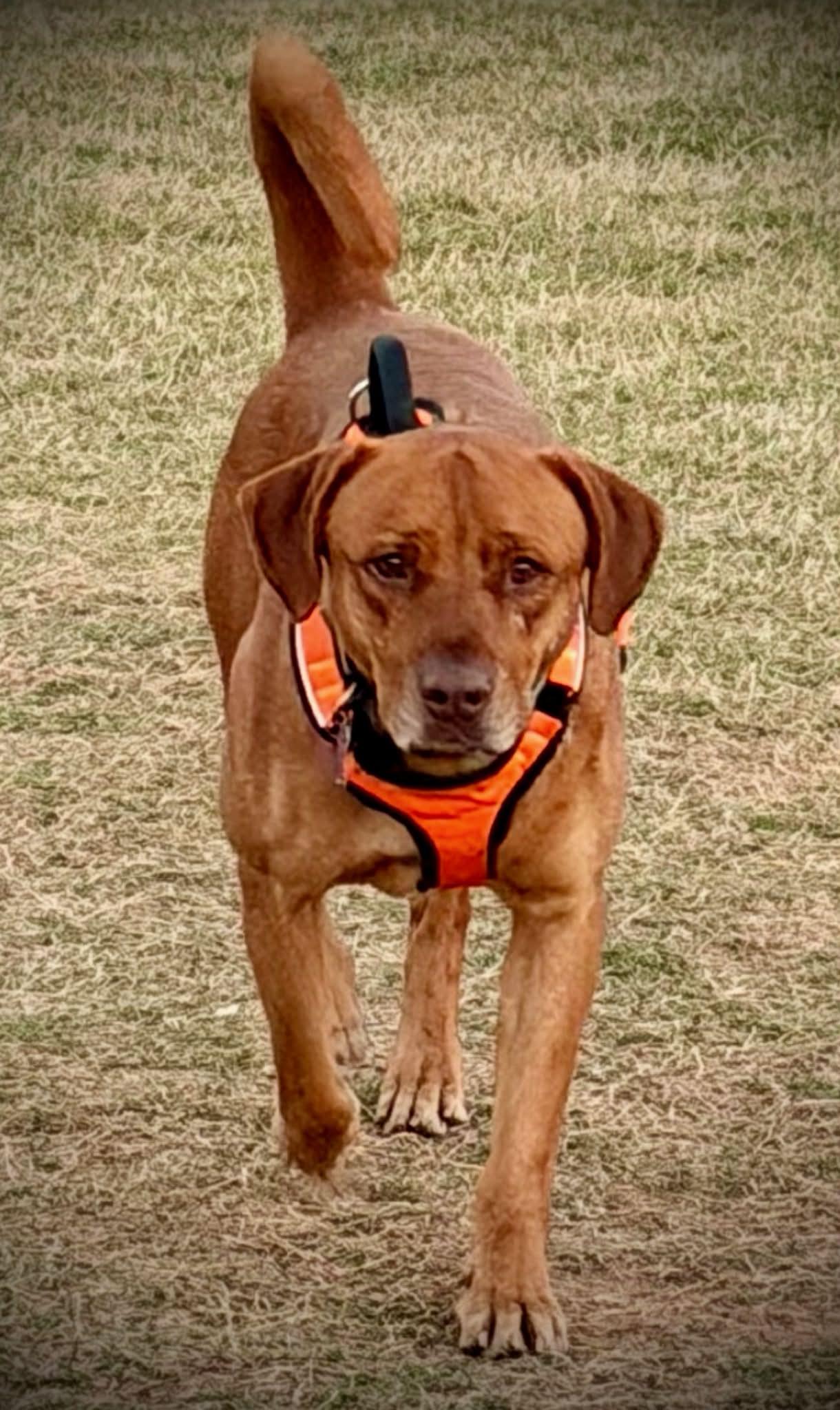 CARWASH BUDDY LIVES AT THE CARWASH, Adoptable, Adult Male Labrador Retriever & Vizsla.