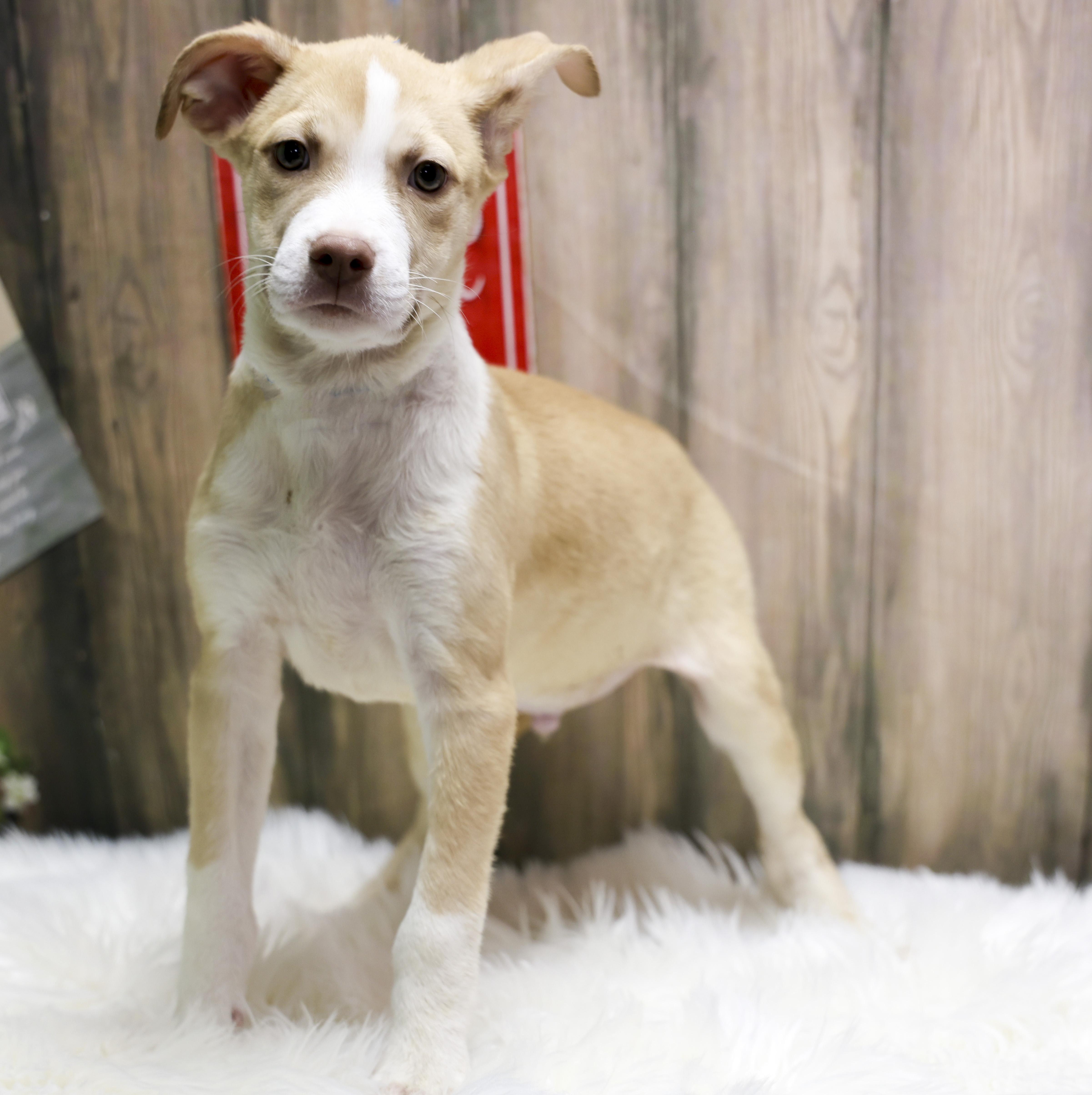 Odin, adopted, Puppy Male Mixed Breed.