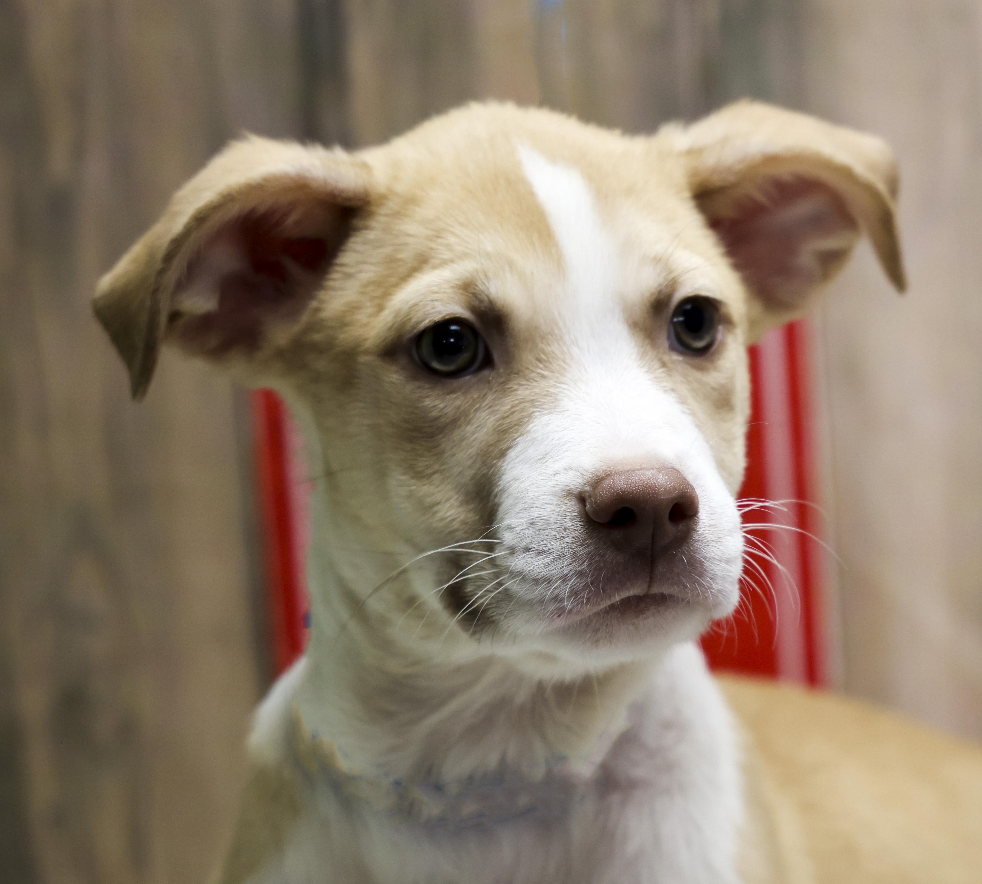 Odin, an adopted Mixed Breed in Casa Grande, AZ image 2/2