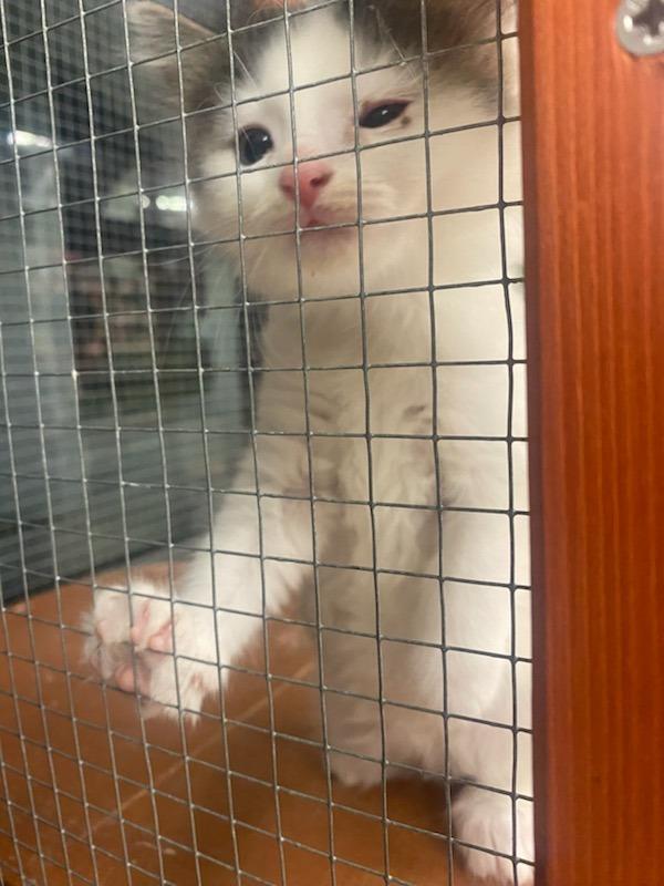 Tajin, Adopted, Young Female Domestic Short Hair.