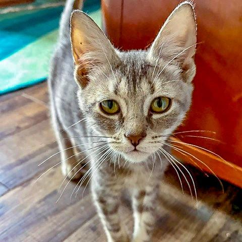 Nick, Adoptable, Kitten Male Domestic Short Hair.