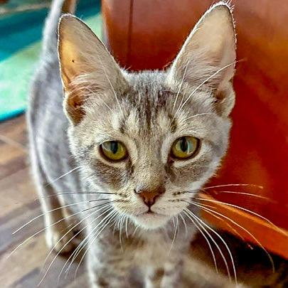Enlarge Nick, a Adoptable Domestic Short Hair in Chapel Hill, NC image 2/2
