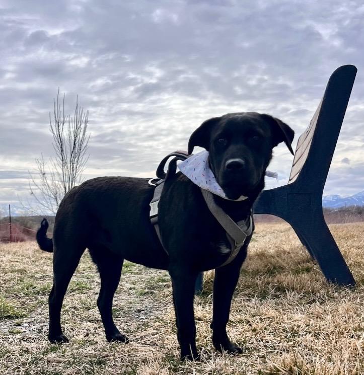 Enlarge Rosie, a Adoptable mixed breed in Logan, UT image 1/3