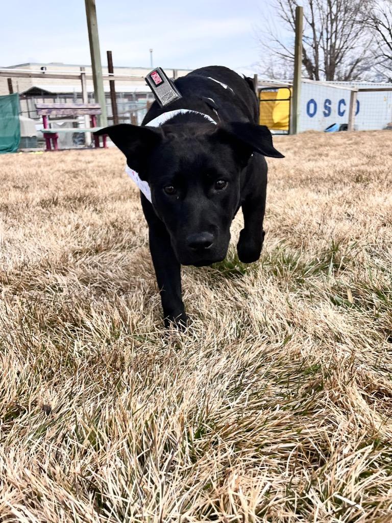 Enlarge Rosie, a Adoptable mixed breed in Logan, UT image 2/3