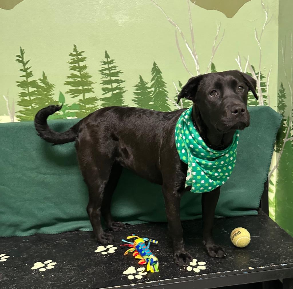 Enlarge Rosie, a Adoptable mixed breed in Logan, UT image 3/3