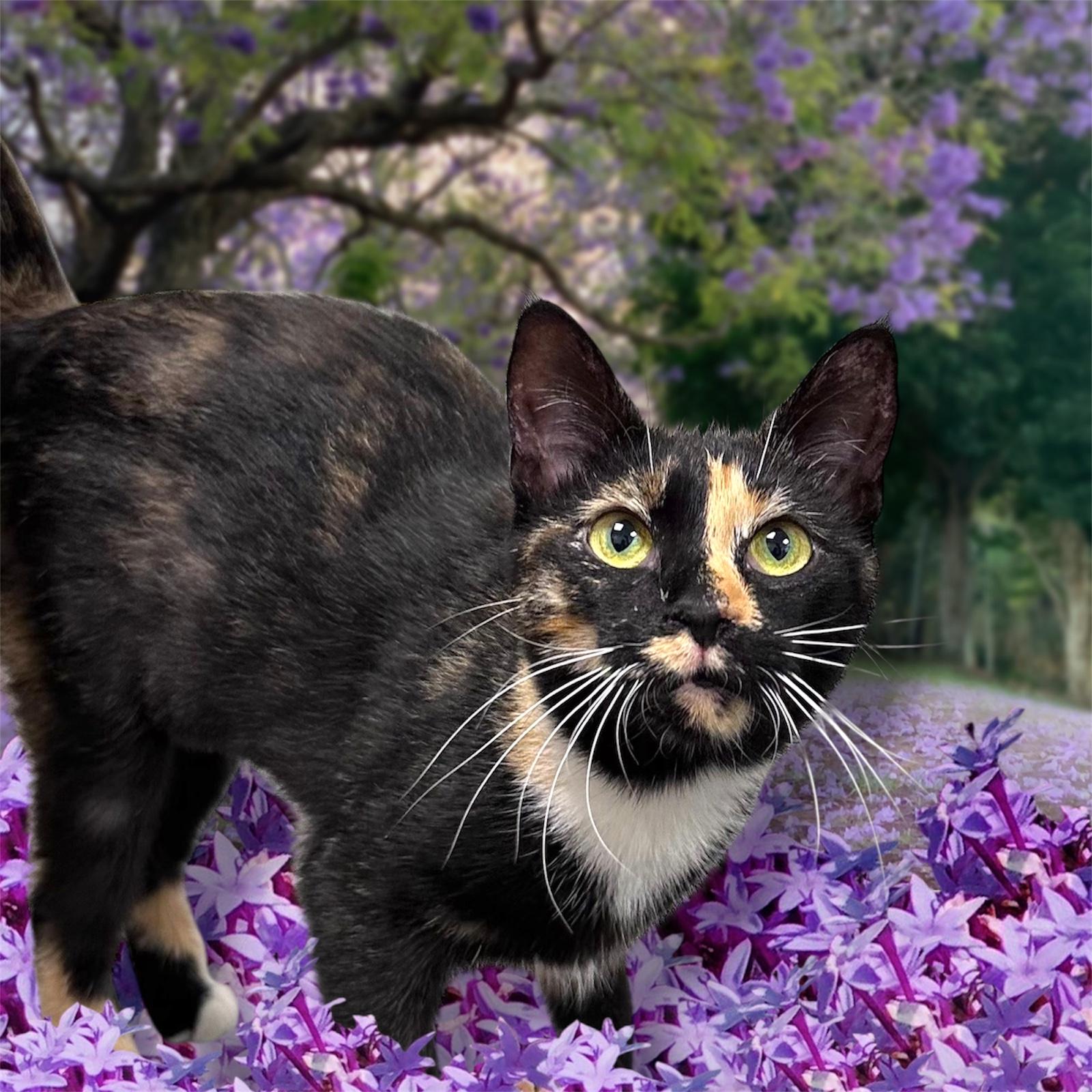 Enlarge Mercedes, a Adoptable Tortoiseshell in Dalton, GA image 1/1