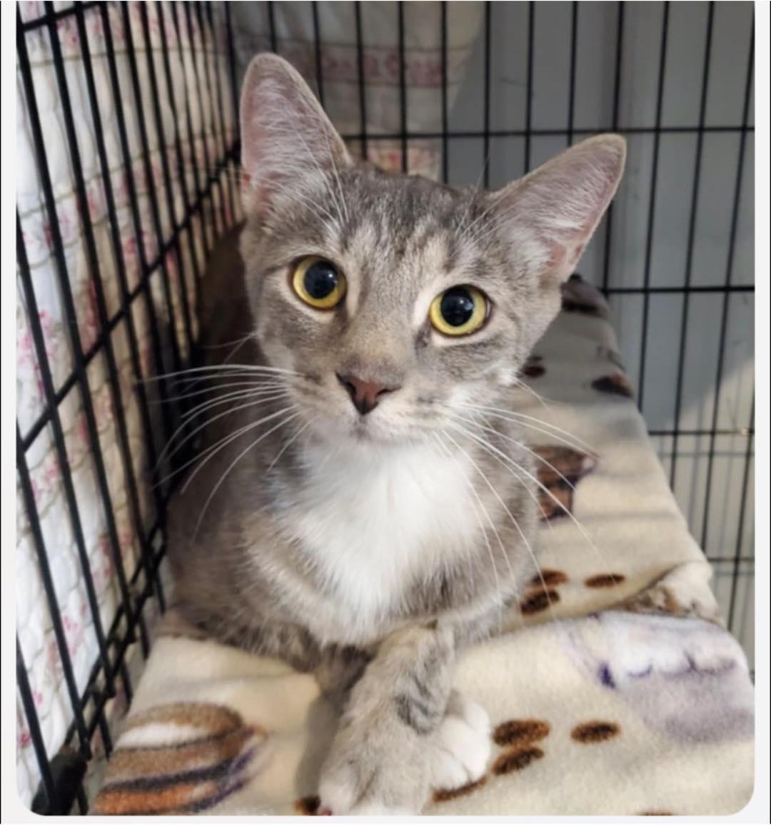 Buttercup, ADOPTABLE, Young Female Domestic Short Hair.