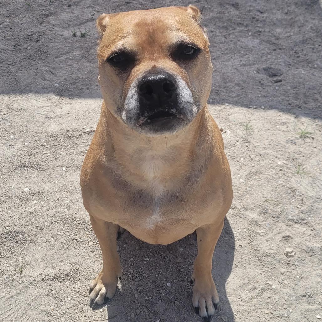 Oakley, Adoptable, Senior Female Boxer.