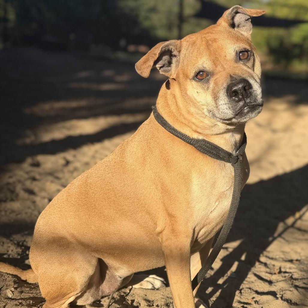 Enlarge Oakley, a Adoptable Boxer in Port Charlotte, FL image 2/6