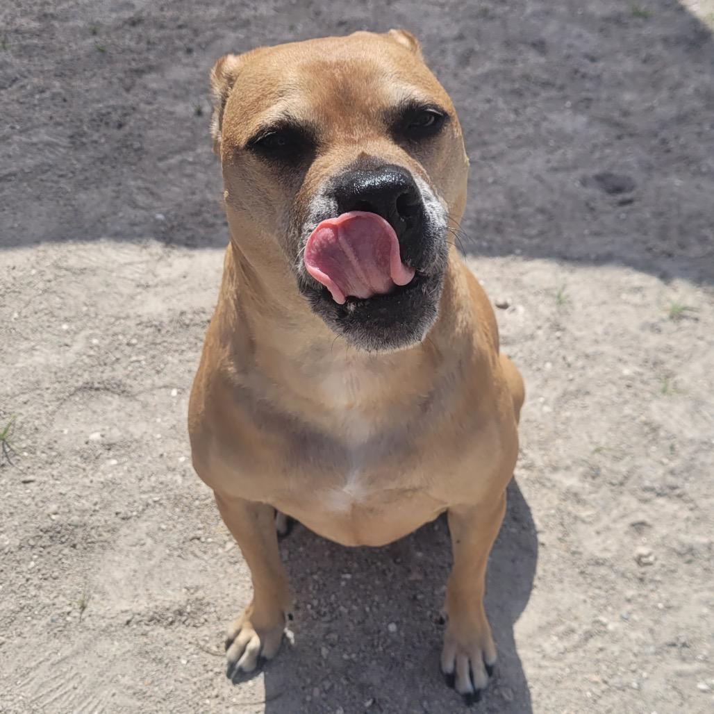 Enlarge Oakley, a Adoptable Boxer in Port Charlotte, FL image 6/6