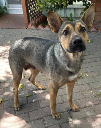 Enlarge Sheina, a Adopted German Shepherd Dog in Petaluma, CA image 1/1