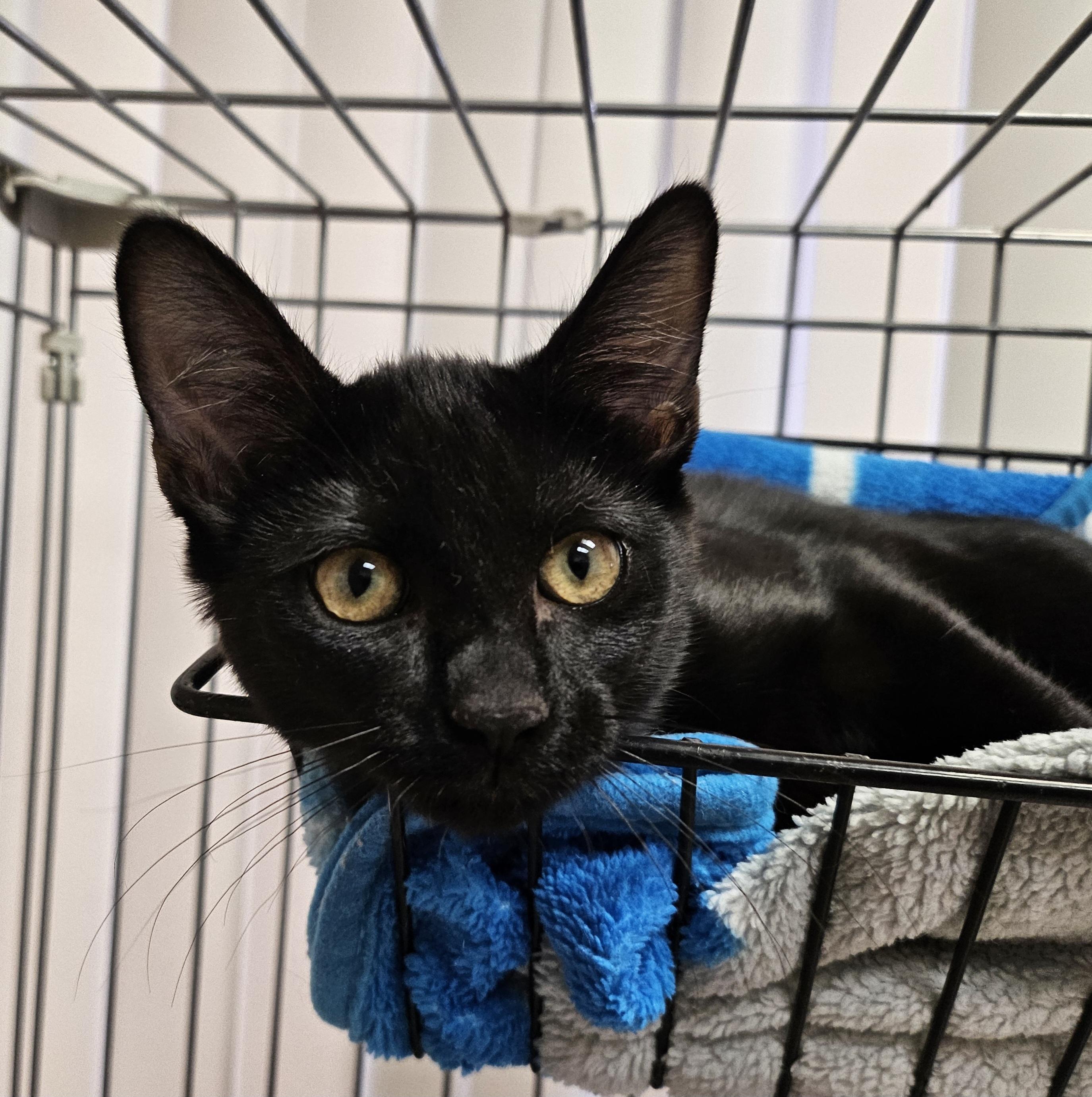 Mariposa, adopted, Kitten Female Domestic Short Hair.