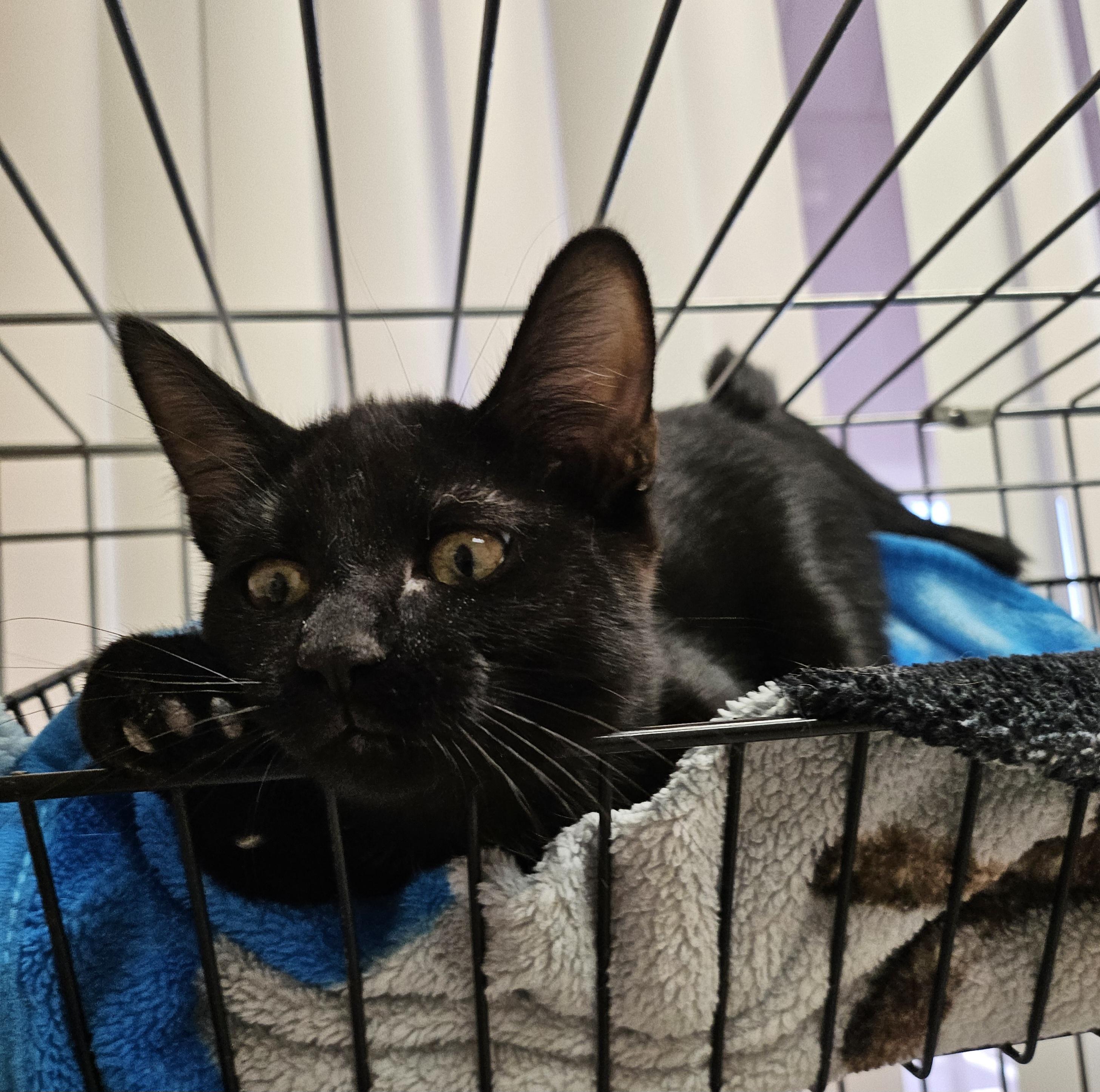 Enlarge Mariposa, an adopted Domestic Short Hair in Tucson, AZ image 2/2