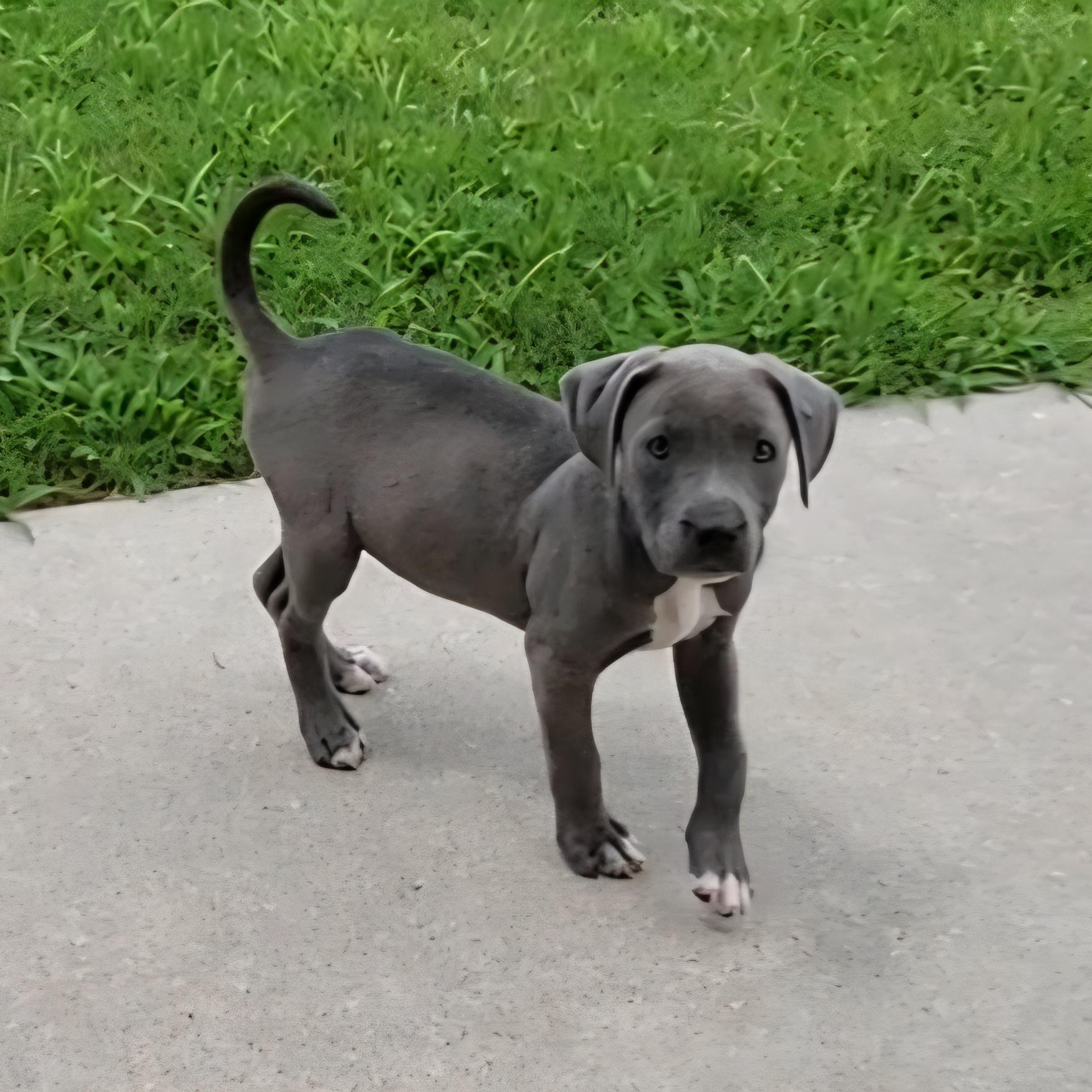 Piper, an adopted mixed breed in Rockdale, TX image 2/2