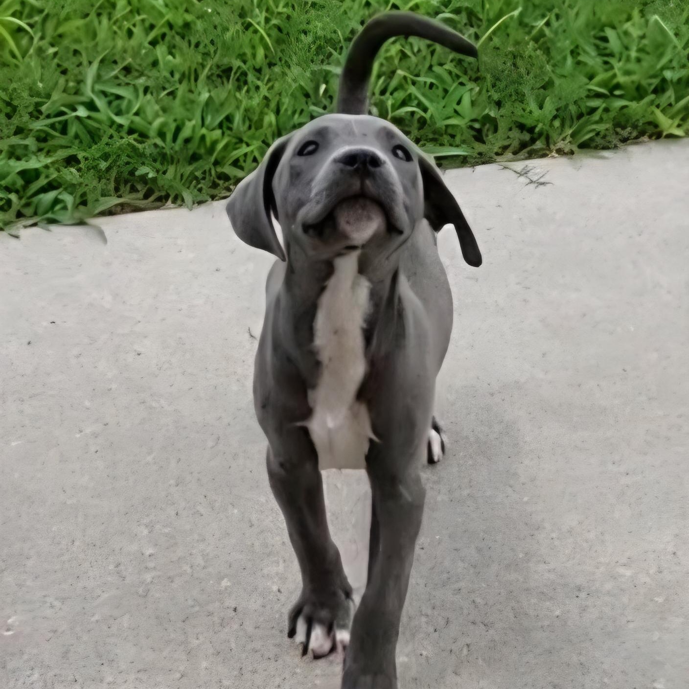 Piper, adopted, Puppy Female Pit Bull Terrier.