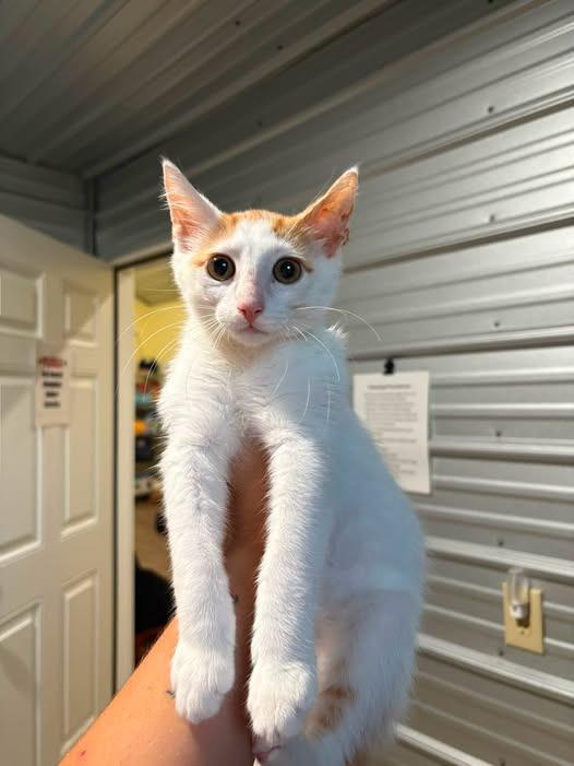 Enlarge opie, a Adoptable mixed breed in Russellville, KY image 1/1