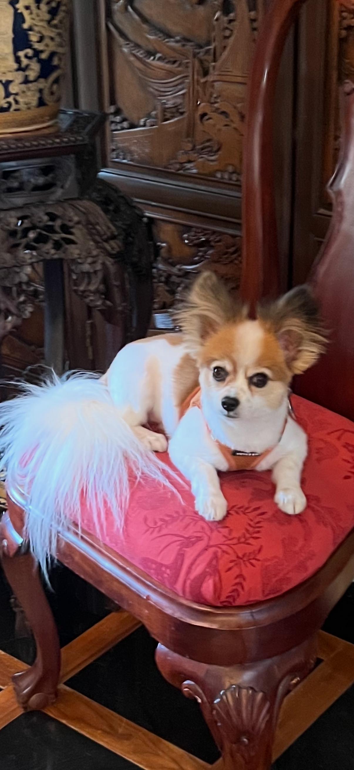 Enlarge Watson, an adopted Papillon in Little Elm, TX image 1/1