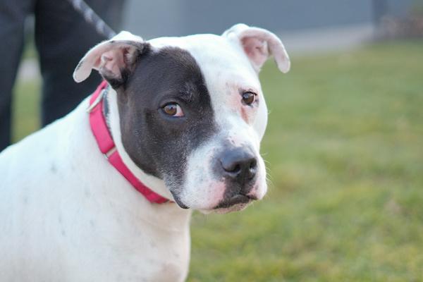 Stormi, Adoptable, Adult Female Mixed Breed.