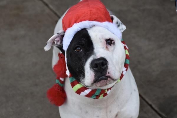 Stormi, a Adoptable mixed breed in Staten Island, NY image 1/6