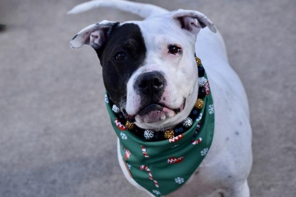 Stormi, a Adoptable mixed breed in Staten Island, NY image 2/6