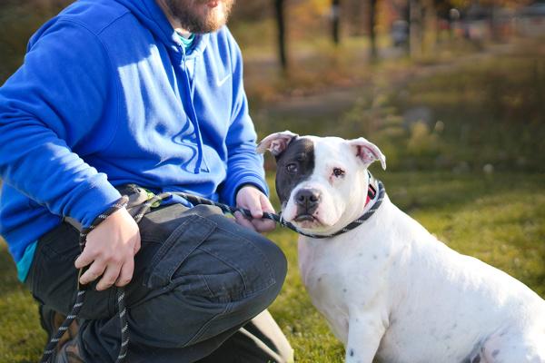 Stormi, a Adoptable mixed breed in Staten Island, NY image 3/6
