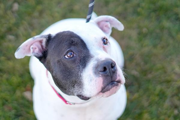 Stormi, a Adoptable mixed breed in Staten Island, NY image 4/6