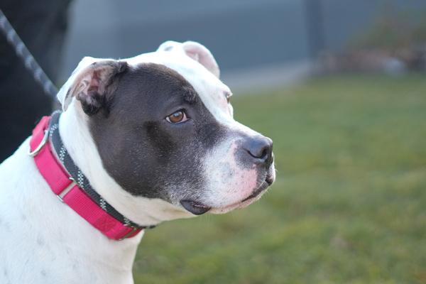 Stormi, a Adoptable mixed breed in Staten Island, NY image 5/6