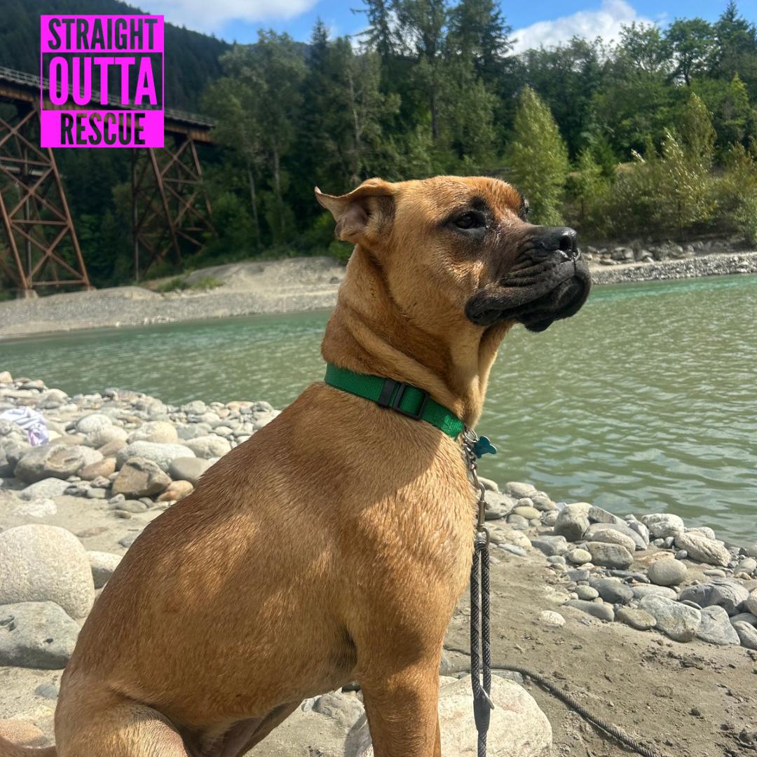 Enlarge Alice, a Adoptable mixed breed in Vancouver, BC image 6/6