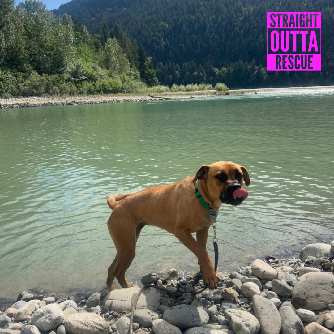 Enlarge Alice, a Adoptable mixed breed in Vancouver, BC image 5/6