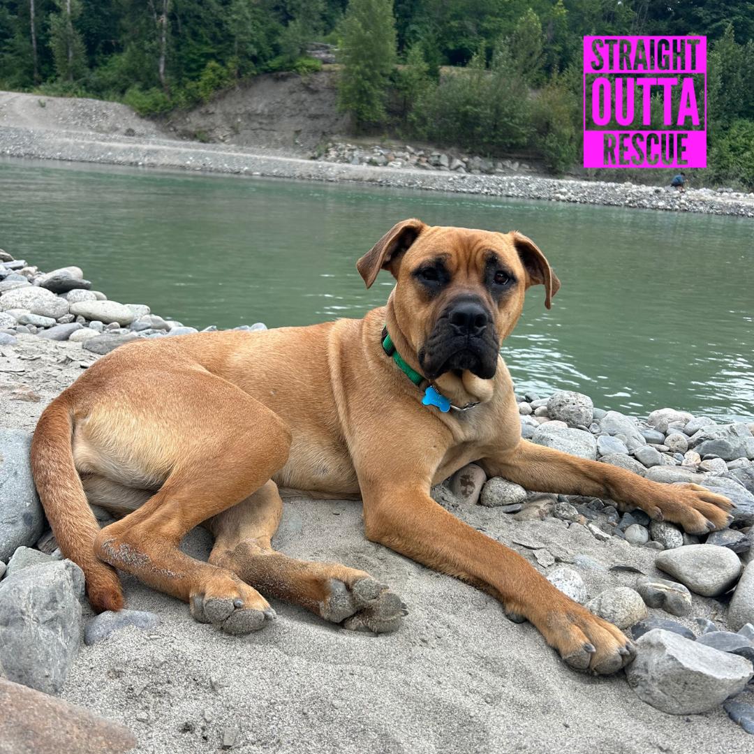 Enlarge Alice, a Adoptable mixed breed in Vancouver, BC image 1/6