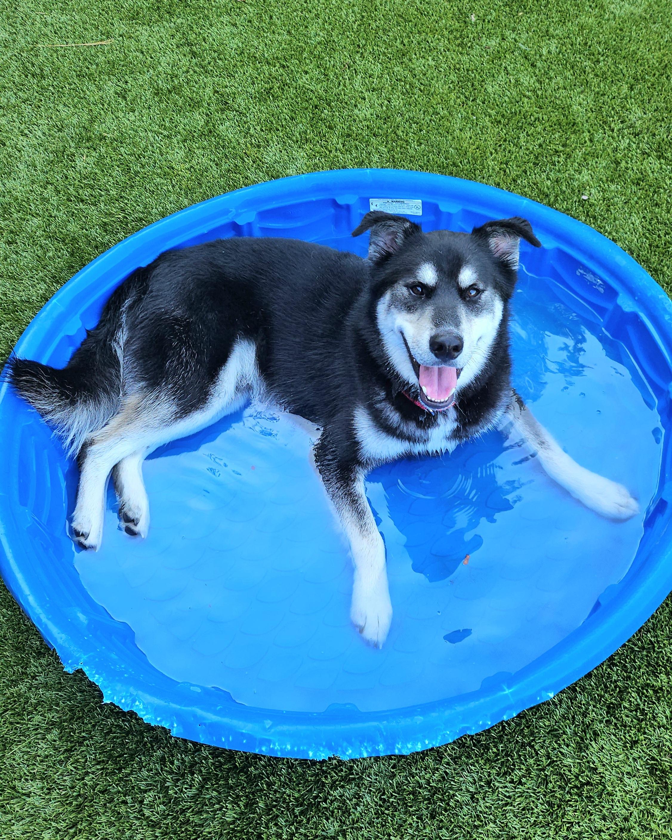 Enlarge Rocco, a Adopted mixed breed in Smithville, MO image 1/3