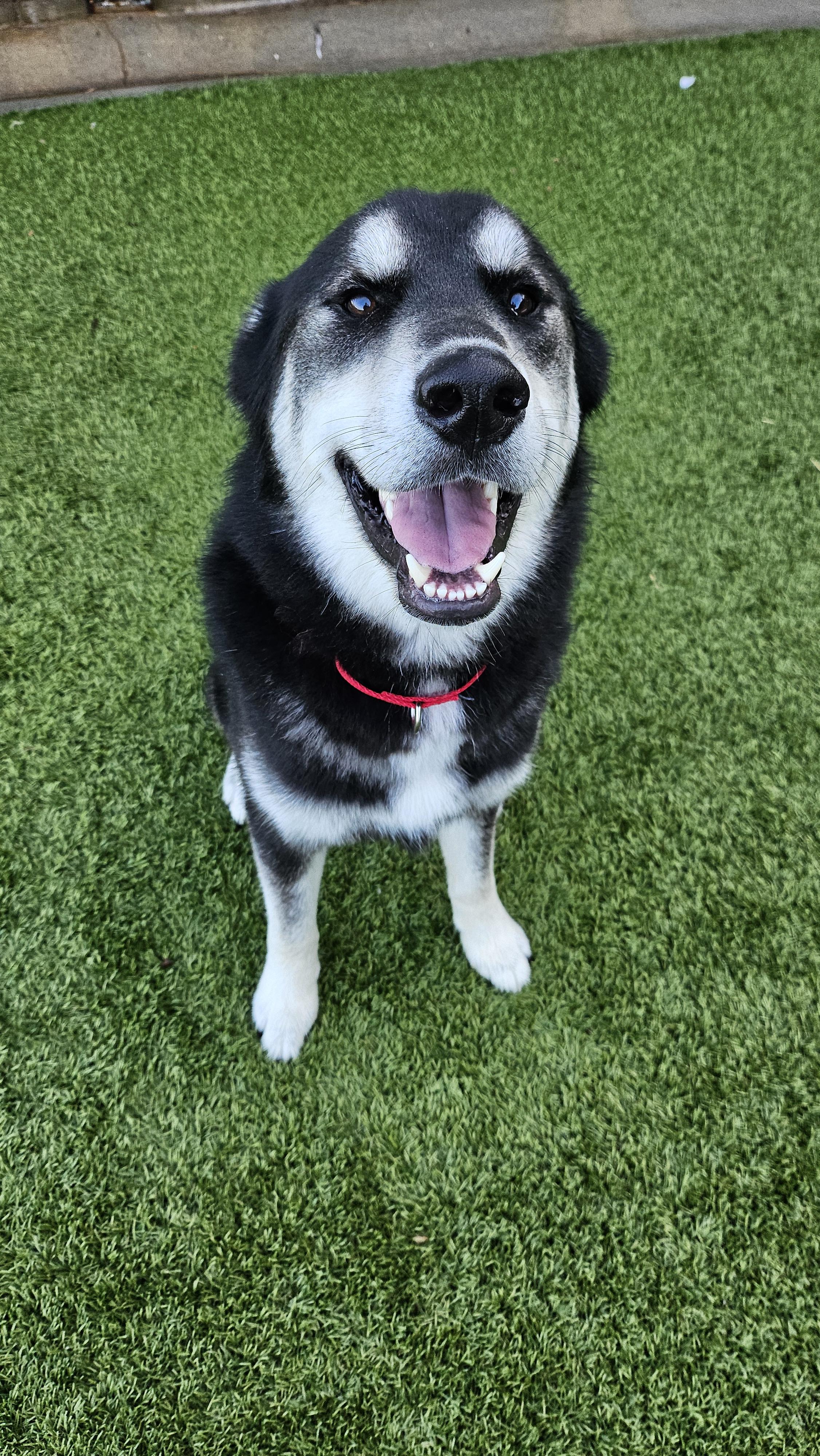 Enlarge Rocco, a Adopted mixed breed in Smithville, MO image 2/3