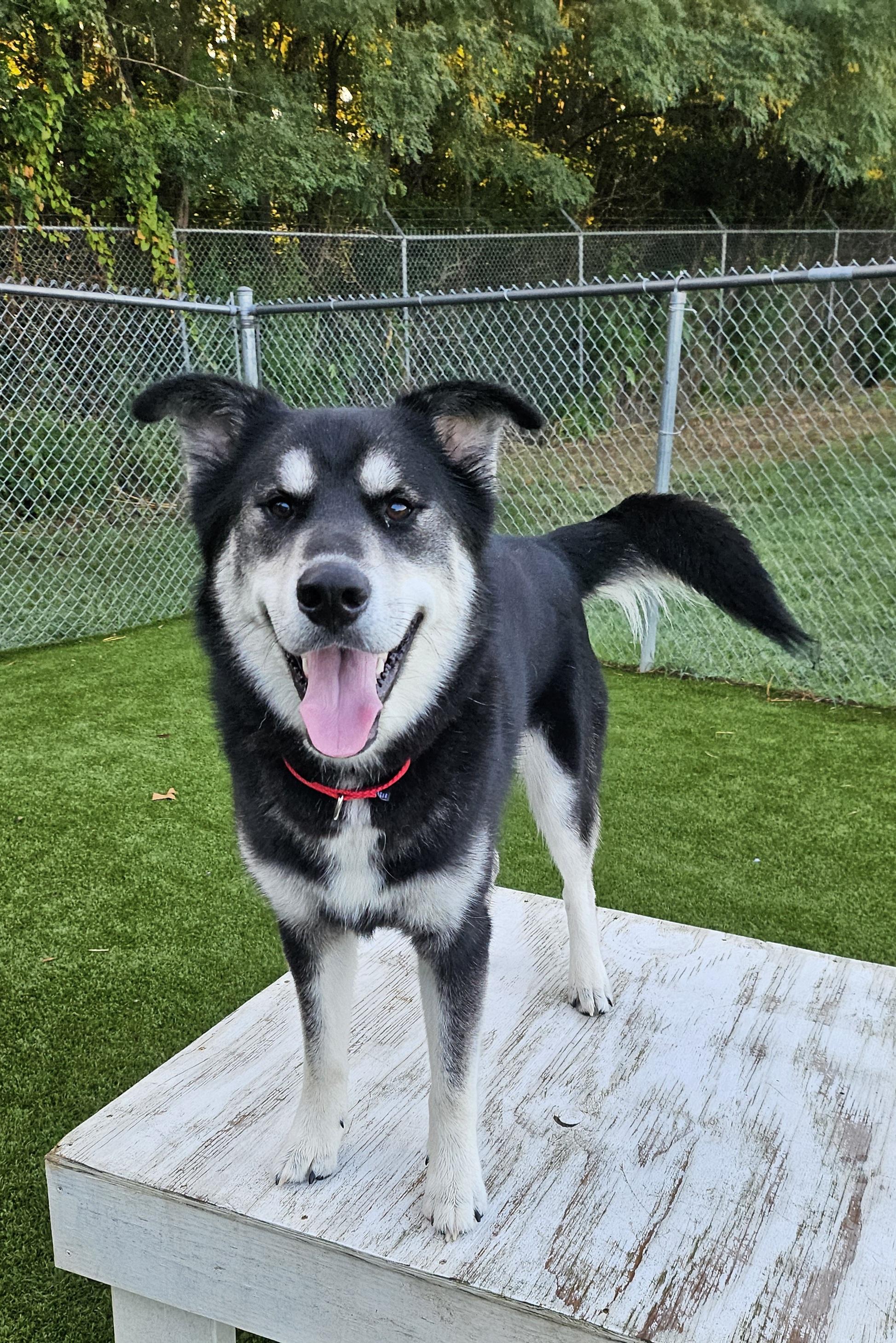 Enlarge Rocco, a Adopted mixed breed in Smithville, MO image 3/3