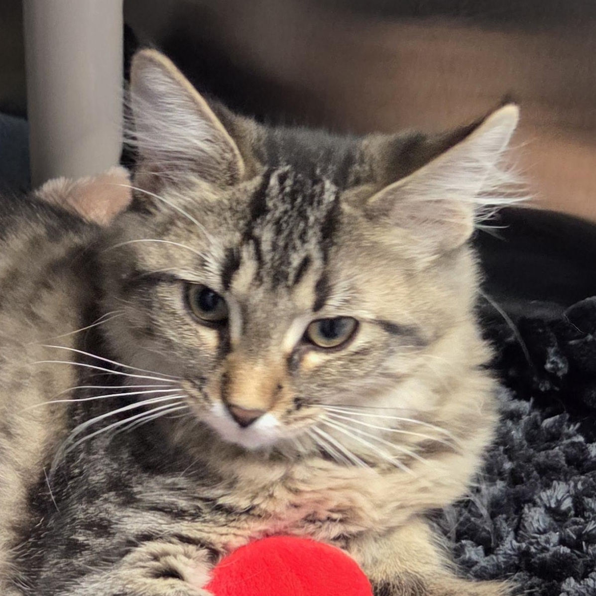 Tilley, a Adoptable Domestic Medium Hair in Brooks, AB image 1/2