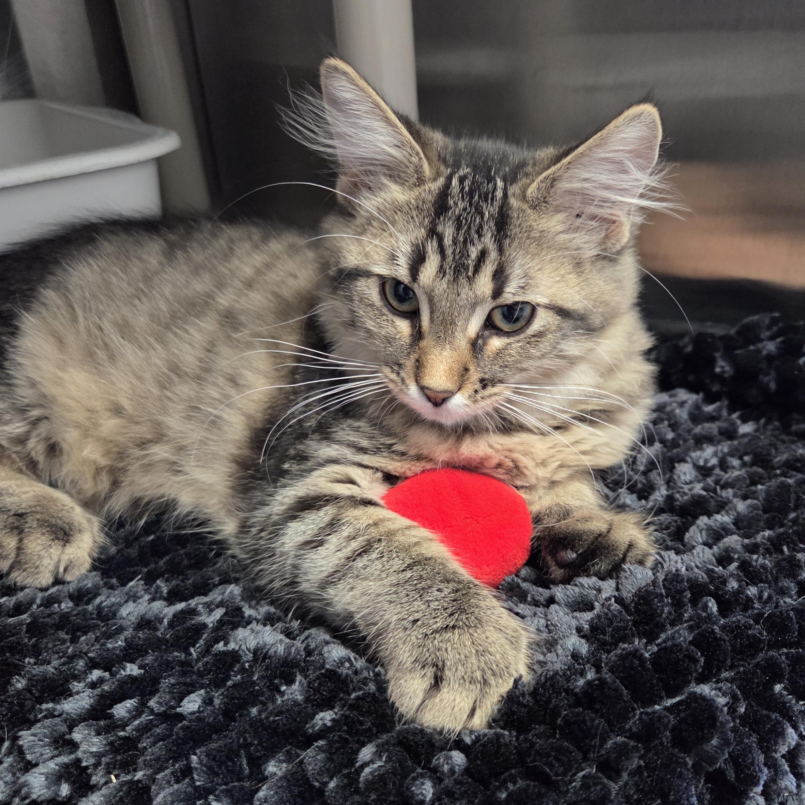 Tilley, a Adoptable Domestic Medium Hair in Brooks, AB image 2/2