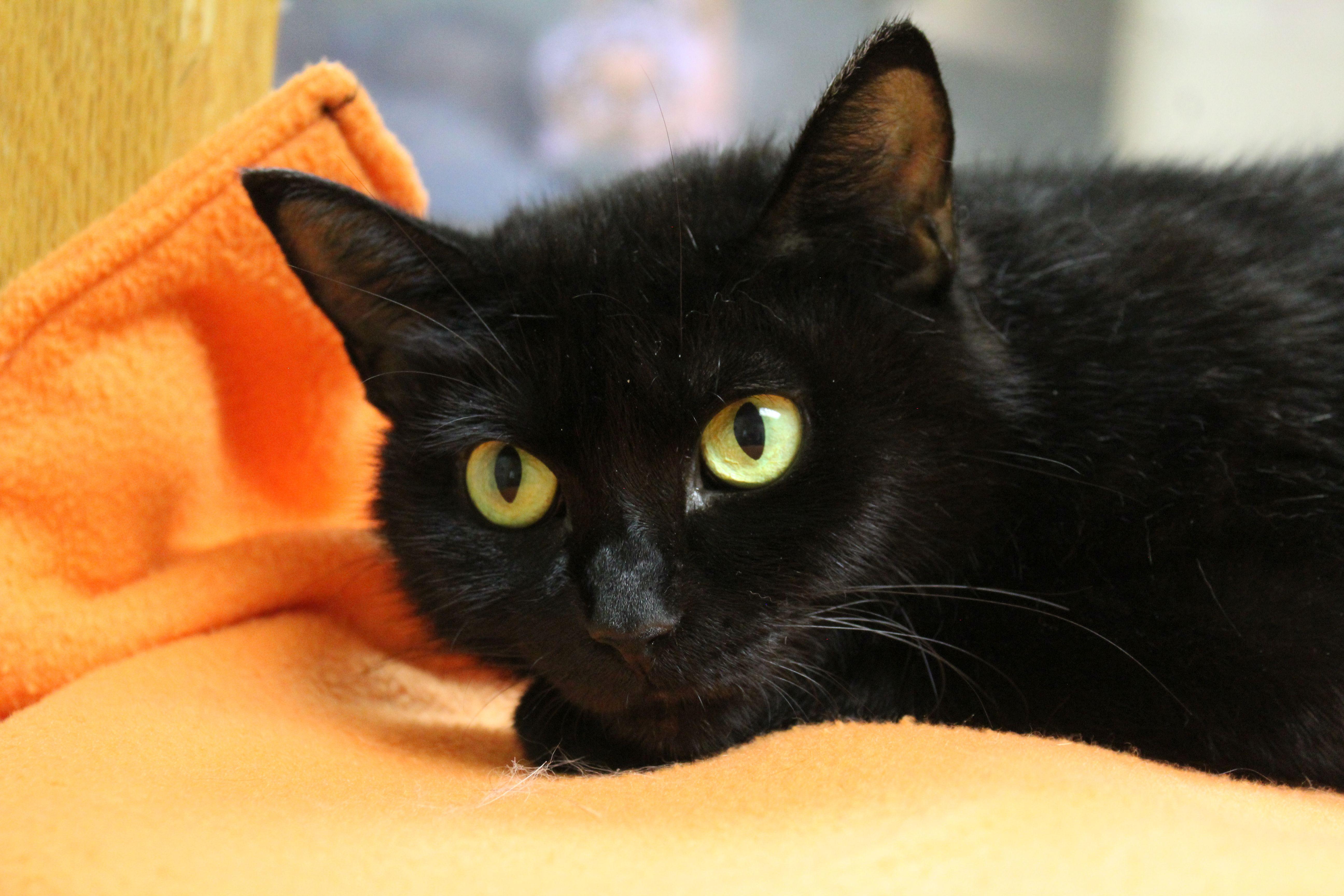 Zaza, a ADOPTABLE Domestic Short Hair in Portage, WI image 2/2