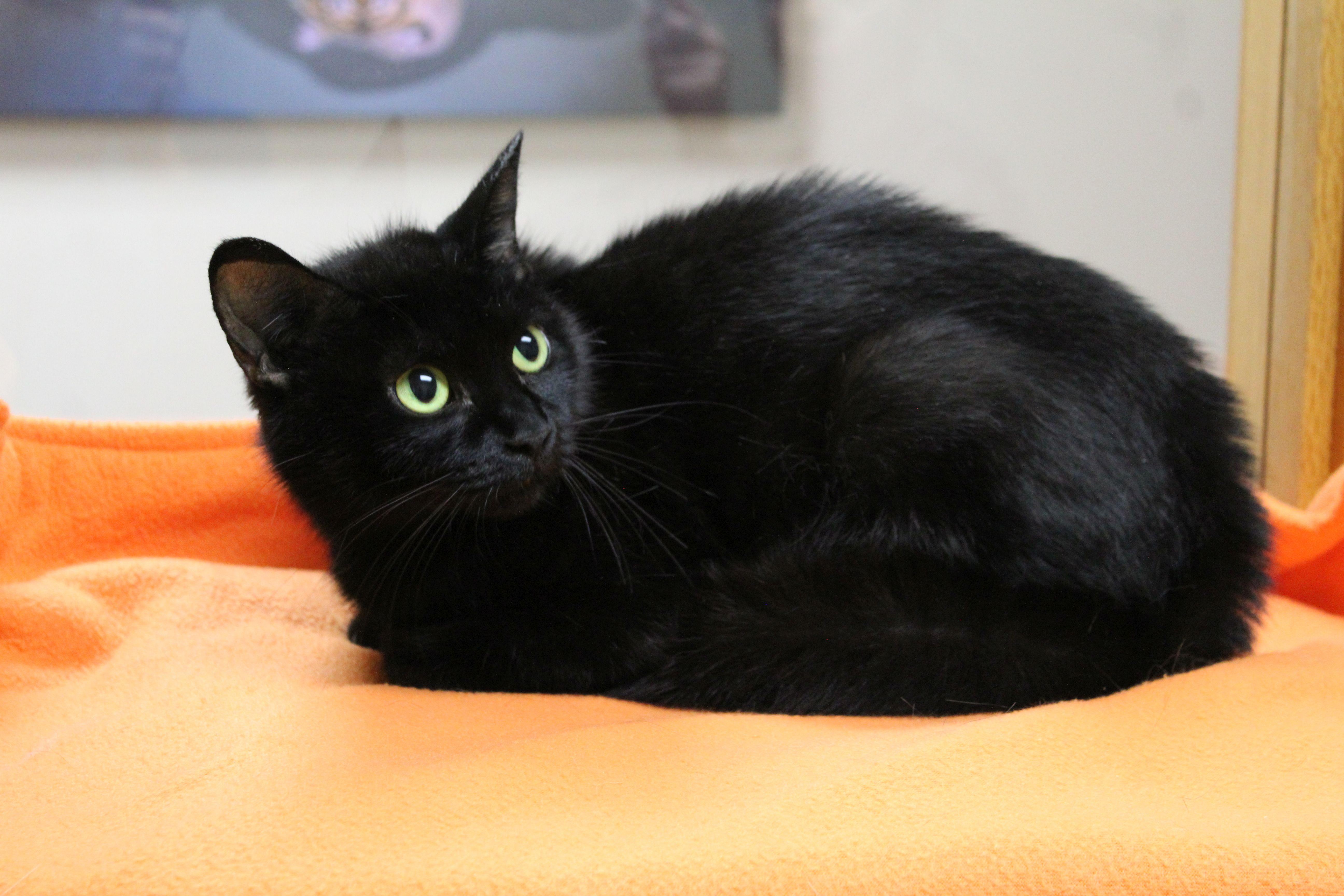 Zaza, ADOPTABLE, Adult Female Domestic Short Hair.