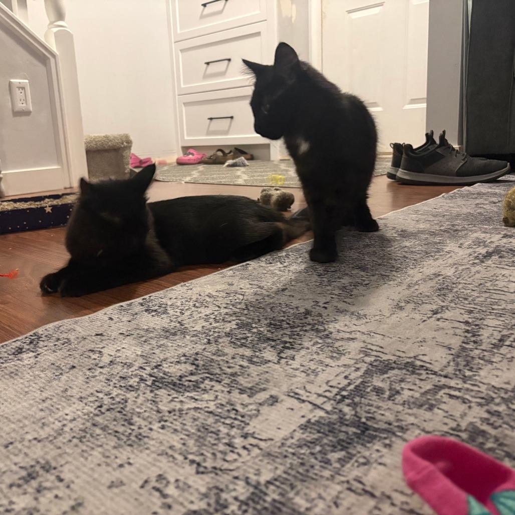 Enlarge Zelda, a Adoptable Domestic Short Hair in Abbotsford, BC image 2/3
