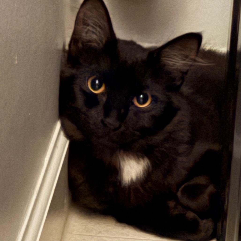 Enlarge Zelda, a Adoptable Domestic Short Hair in Abbotsford, BC image 3/3