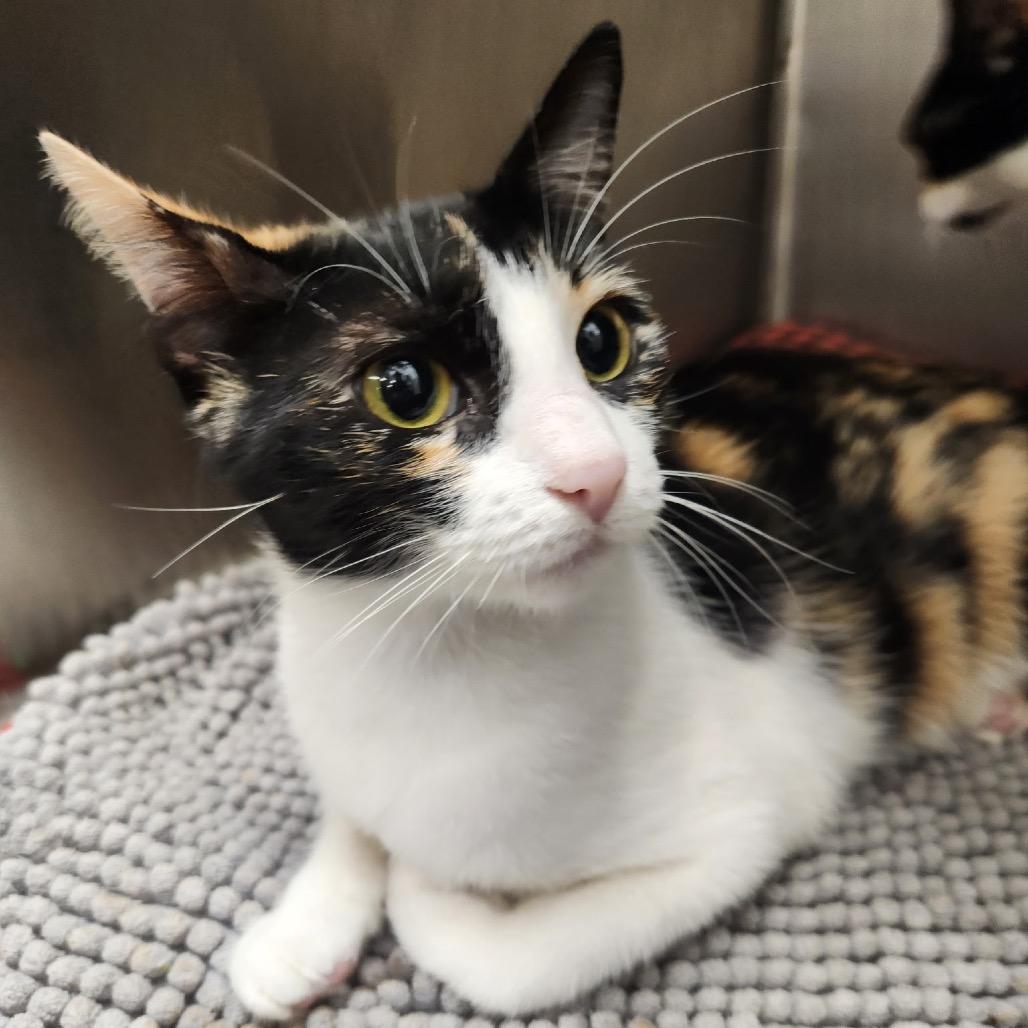Angelou, Adoptable, Young Female Domestic Short Hair.