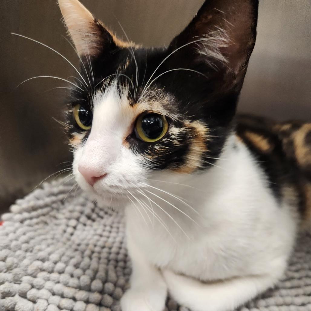 Enlarge Angelou, a Adoptable Domestic Short Hair in Houston, TX image 2/3