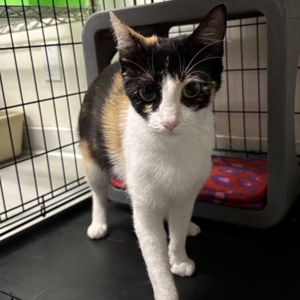 Enlarge Angelou, a Adoptable Domestic Short Hair in Houston, TX image 3/3