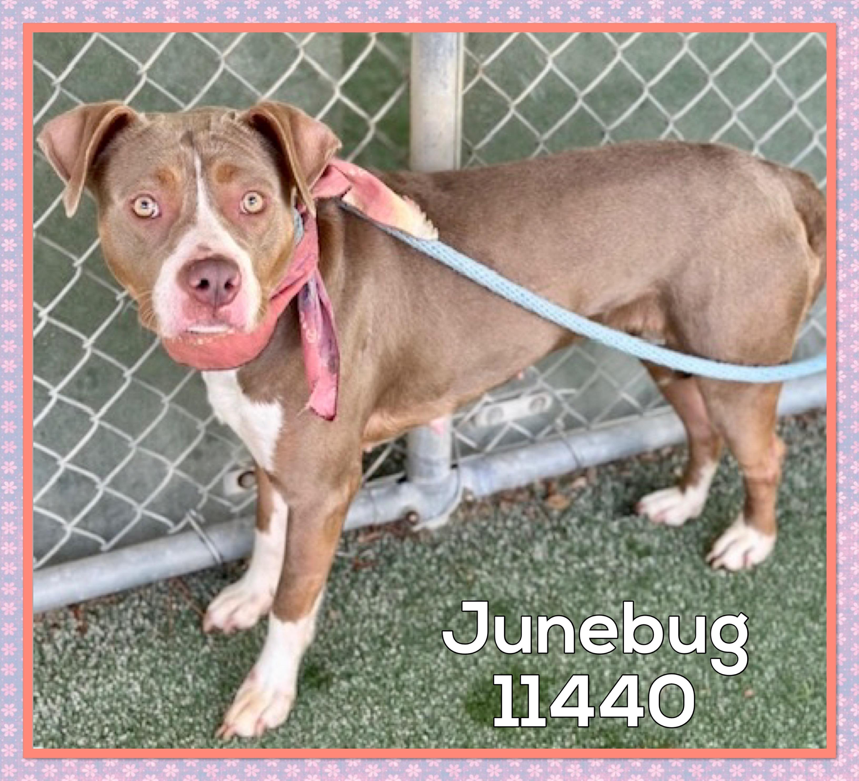 JUNEBUG