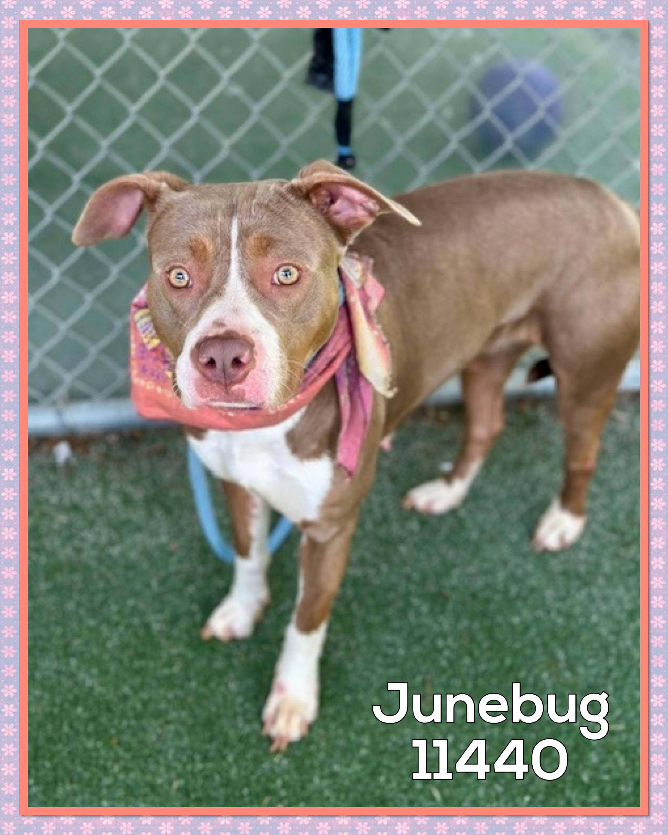 JUNEBUG