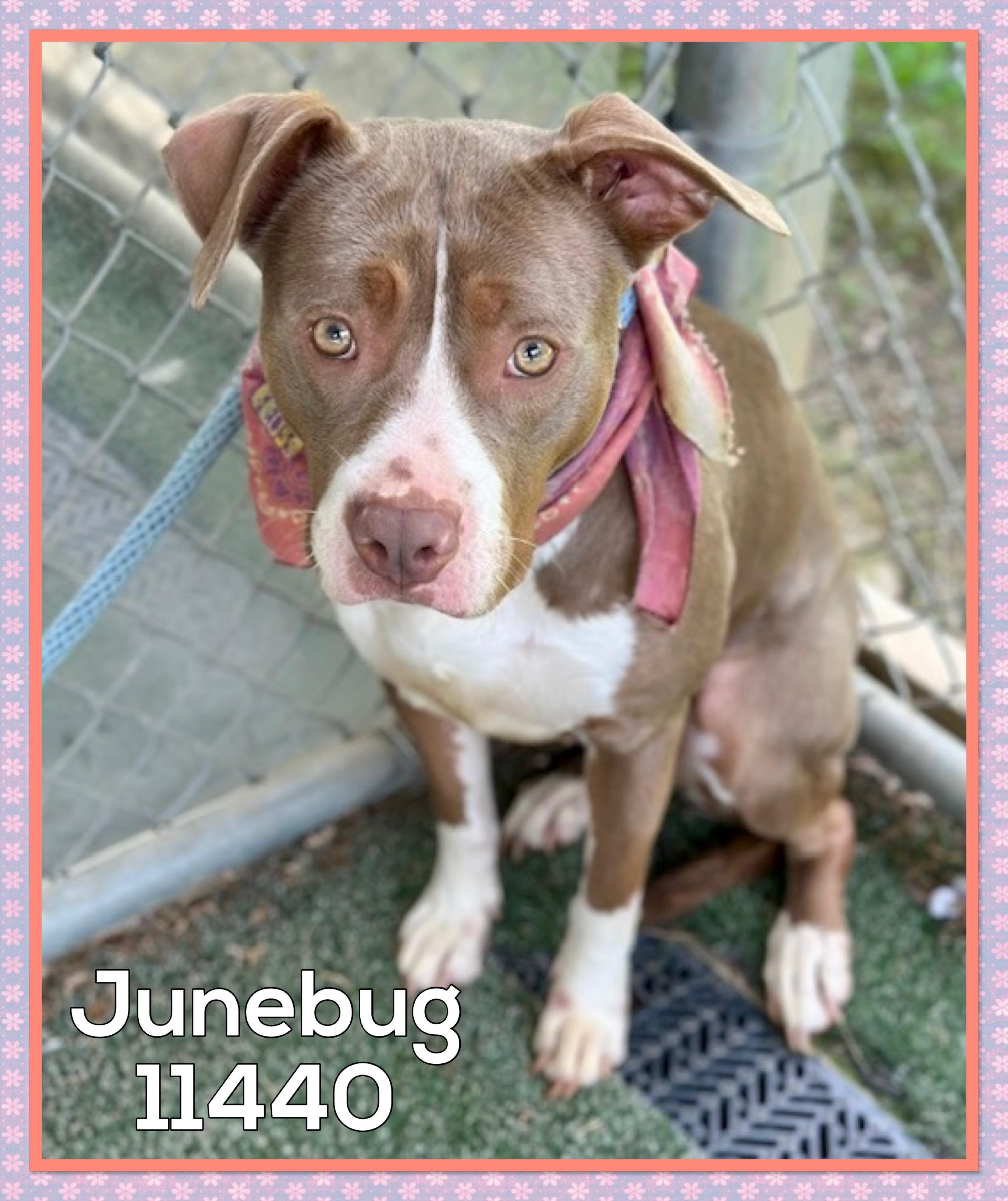 JUNEBUG