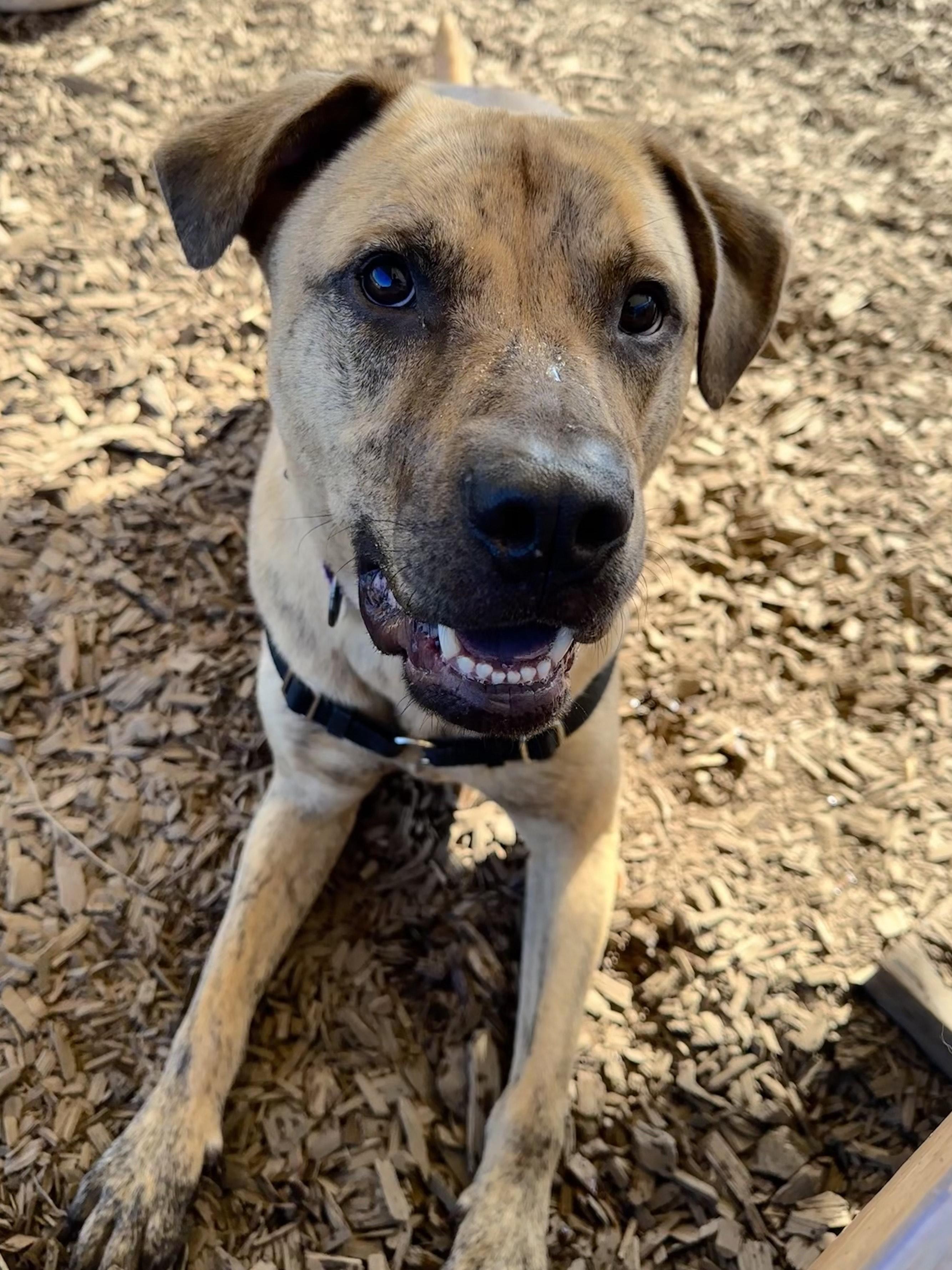 Tarzan, an adoptable Pit Bull Terrier in Bellingham, WA, 98226 | Photo Image 5