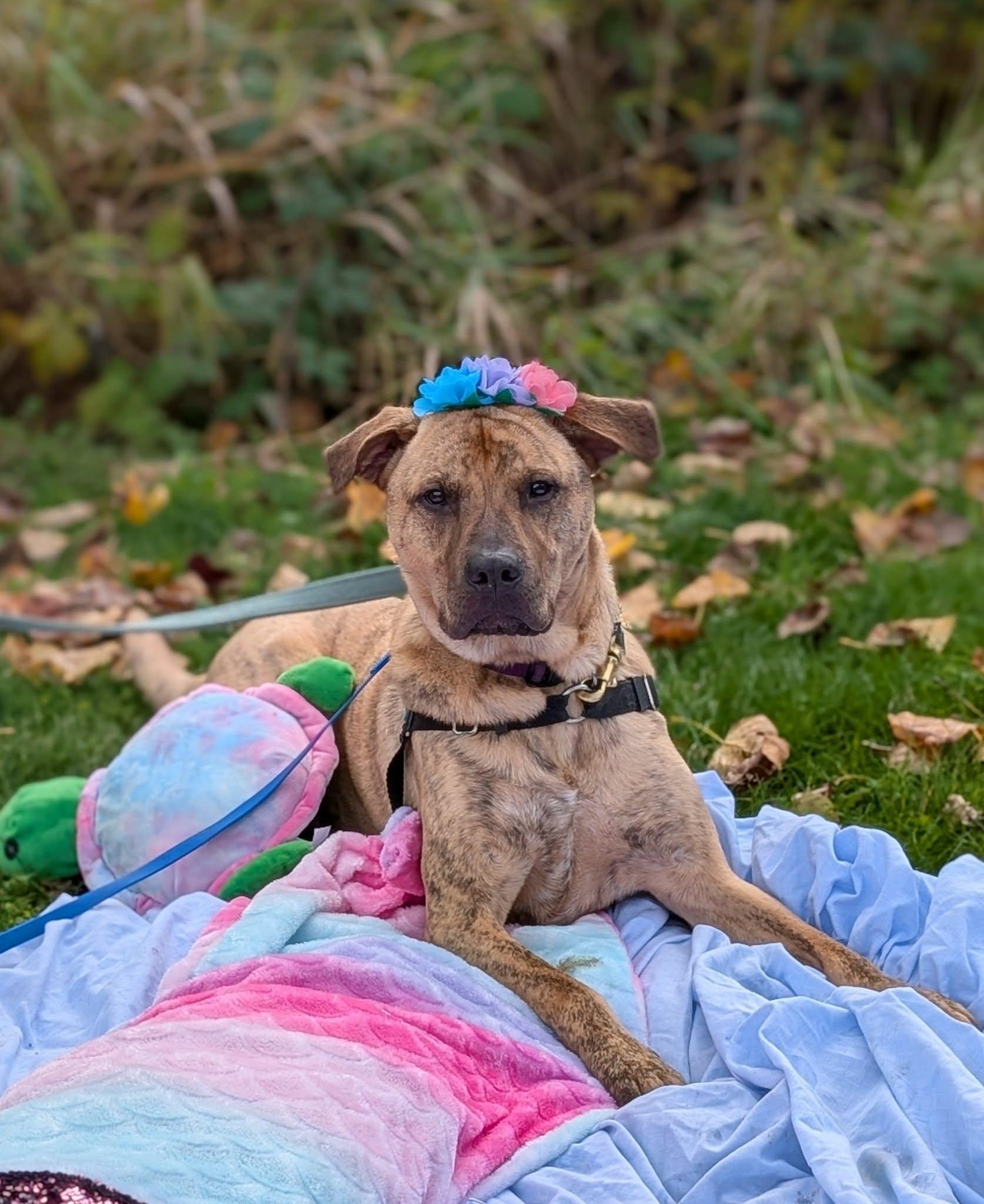 Tarzan, an adoptable Pit Bull Terrier in Bellingham, WA, 98226 | Photo Image 4