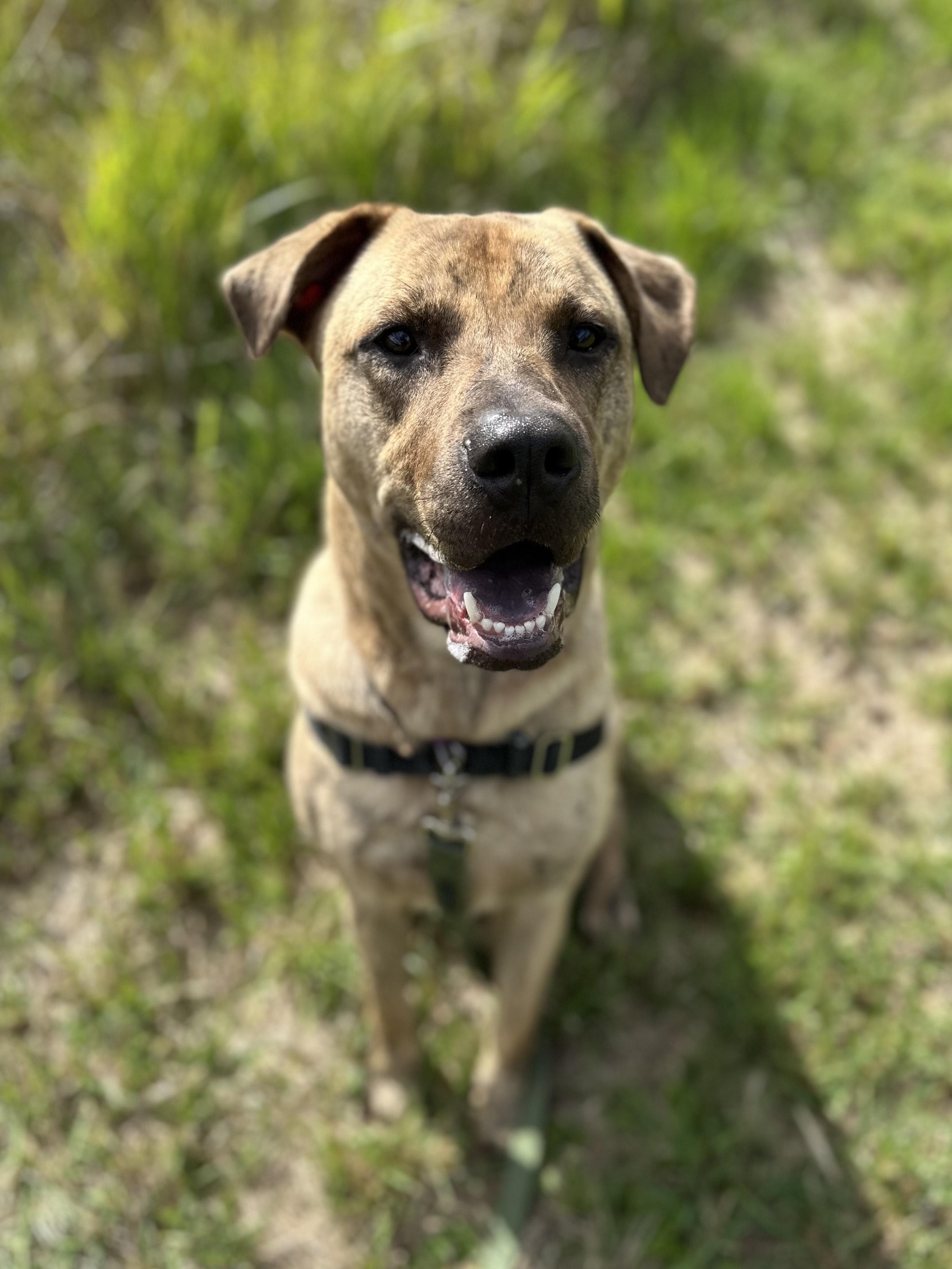 Tarzan, an adoptable Pit Bull Terrier in Bellingham, WA, 98226 | Photo Image 5