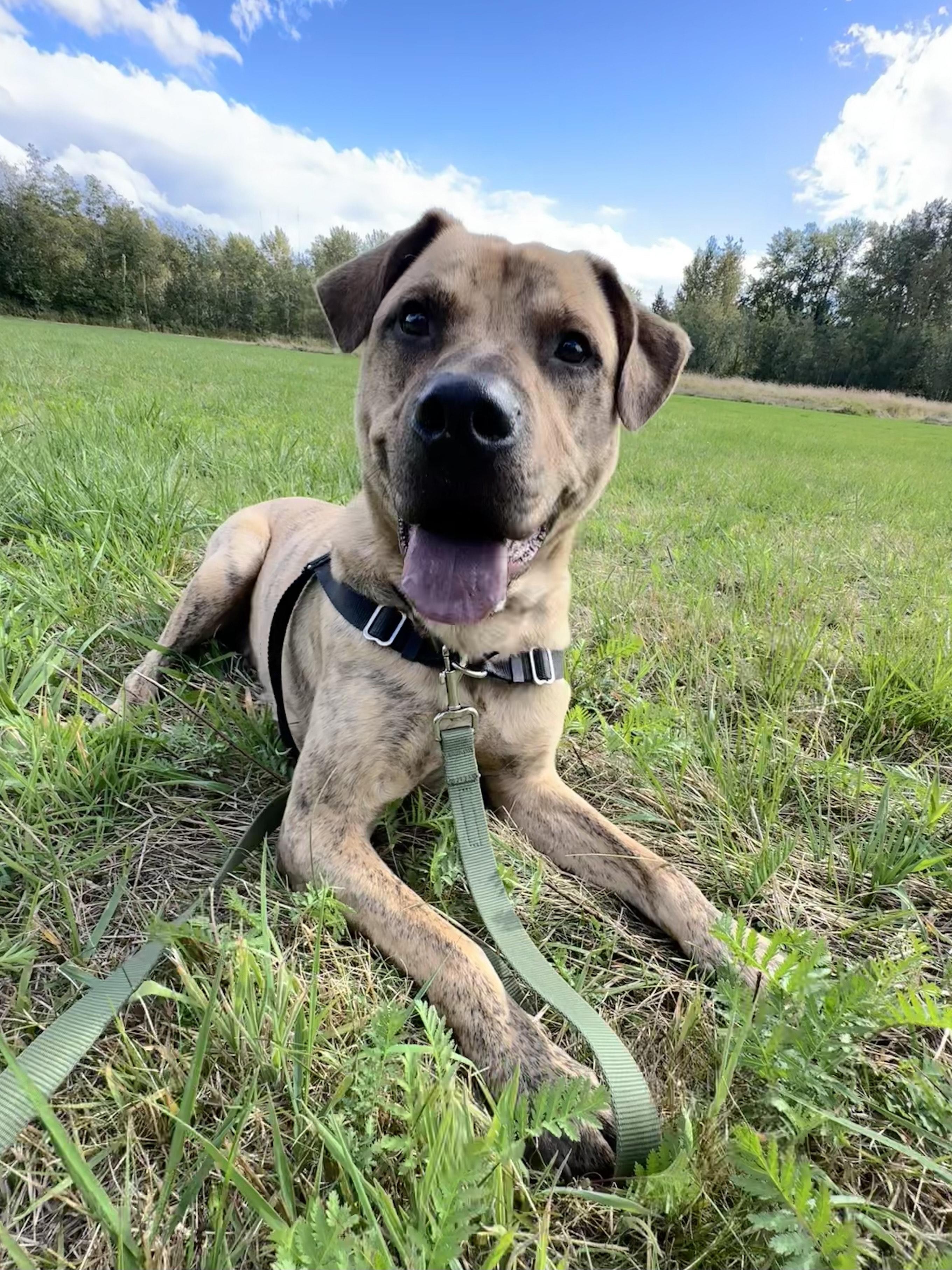 Tarzan, an adoptable Pit Bull Terrier in Bellingham, WA, 98226 | Photo Image 3